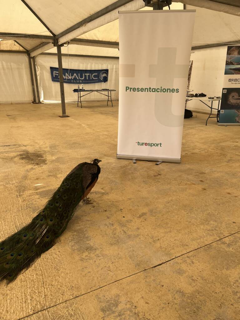 Un pavo real mira el rollup de Turesport